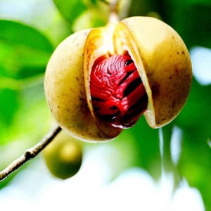 essential oil nutmeg fruit