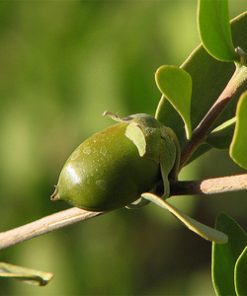 Jojoba Oil Plant