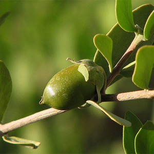 Jojoba Oil Plant