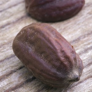 Jojoba Oil Seed