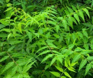 neem oil tree