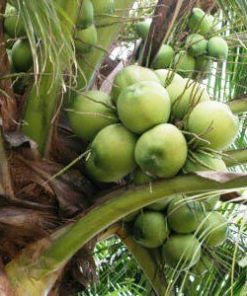 Virgin Coconut Oil_Tree