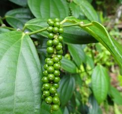 essential oil black pepper plant