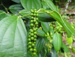 essential oil black pepper plant