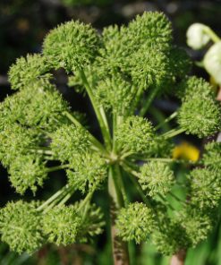 Essential Oil Angelica Root