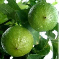 Essential Oil Bergamot