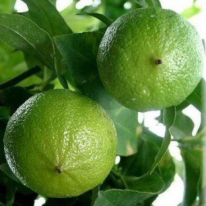 Essential Oil Bergamot