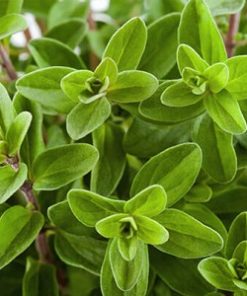 Essential Oil Marjoram