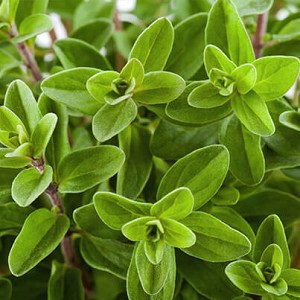 Essential Oil Marjoram