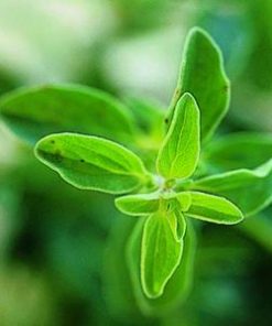 Essential Oil Marjoram 2