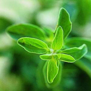 Essential Oil Marjoram 2