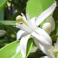 essential oil neroli 2