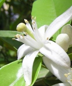 essential oil neroli 2