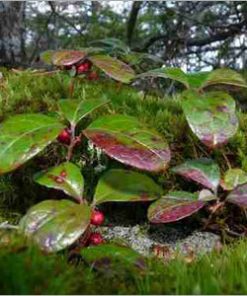 essential oil wintergreen