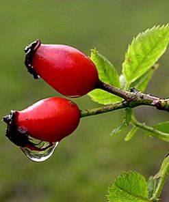 Rosehip Oil