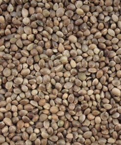 Hemp Seed Oil Seeds