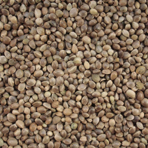 Hemp Seed Oil Seeds