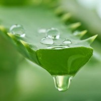 aloe vera gel