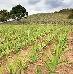 aloe vera gel farm