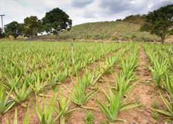 aloe vera gel farm