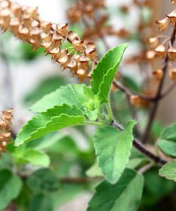 essential oil basil 2