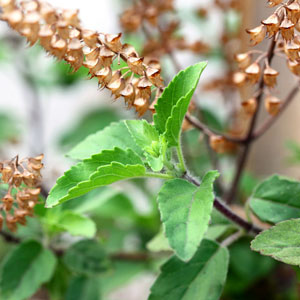 essential oil basil 2