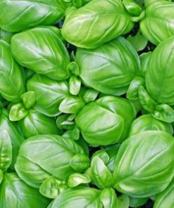 essential oil basil