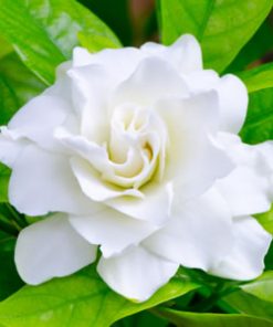 essential oil gardenia