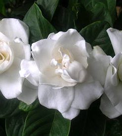 essential oil gardenia 2