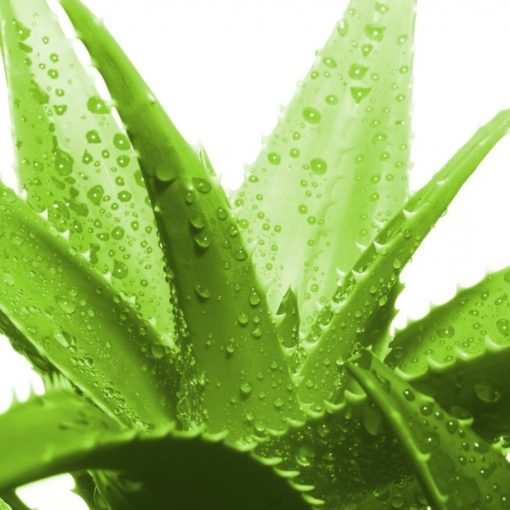 aloe vera gel plant