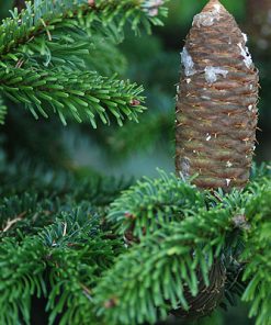 essential oil abies alba