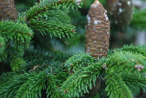 essential oil abies alba