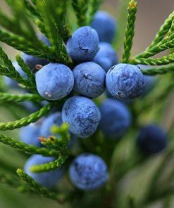 Essential Oil Juniper Berry