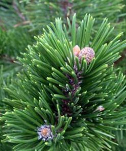 Essential Oil Pinus Mugo