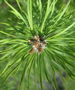 Essential Oil Pinus Sylvestris