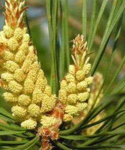 Essential Oil Pinus Sylvestris 2