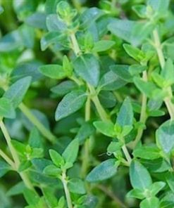 Essential Oil Thyme 2