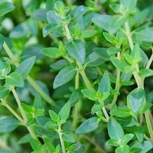 Essential Oil Thyme 2