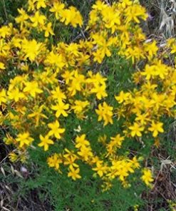 essential oil St.JohnsWort 2