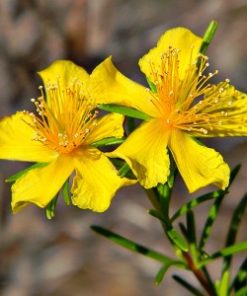 Essential Oil St. John's Wort