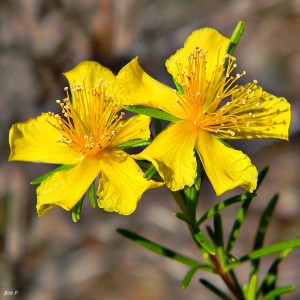 Essential Oil St. John's Wort