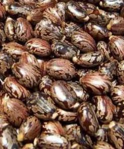 Castor Oil Seed