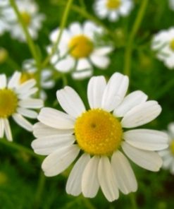 essential oil chamomile german 2