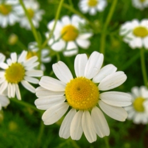 essential oil chamomile german 2