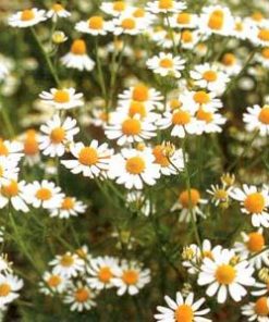 Essential Oil Chamomile German