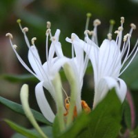 essential oil honeysuckle 2