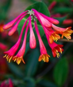 essential oil honeysuckle