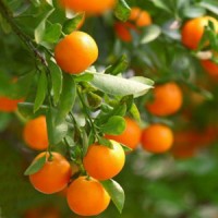 Essential Oil Mandarin 2