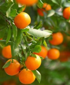 Essential Oil Mandarin 2