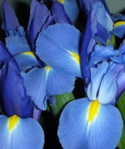 orris absolute oil iris